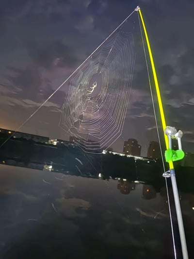 夜晚的城市河畔，水面倒映着岸边建筑的灯光，一根钓鱼竿的支架与鱼线之间，意外结出了一张完整的圆形蜘蛛网，一只蜘蛛正停留在网的中央，在钓鱼的场景里形成了充满趣味的自然小插曲，没有双关、谐音梗或暗示内容。