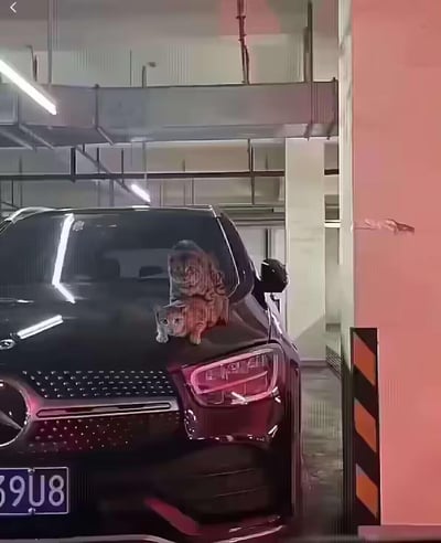 在地下停车场的场景中，一辆黑色奔驰车的前挡风玻璃贴有狸花猫贴纸，贴纸与引擎盖的反光形成了有趣的视觉错位，看起来仿佛两只狸花猫一上一下叠趴在车头，营造出呆萌又搞笑的“叠猫猫”效果，第一眼很容易让人误以为是真实的猫咪。