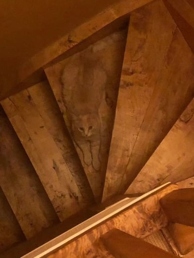 一张从楼梯顶部向下拍摄的照片，一只浅棕色的猫正趴在木质楼梯的台阶上，抬头直视镜头。楼梯的木纹和结构形成了自然的三角形框架，将猫咪框在中央。光线柔和，突出了猫咪的轮廓和楼梯的质感。