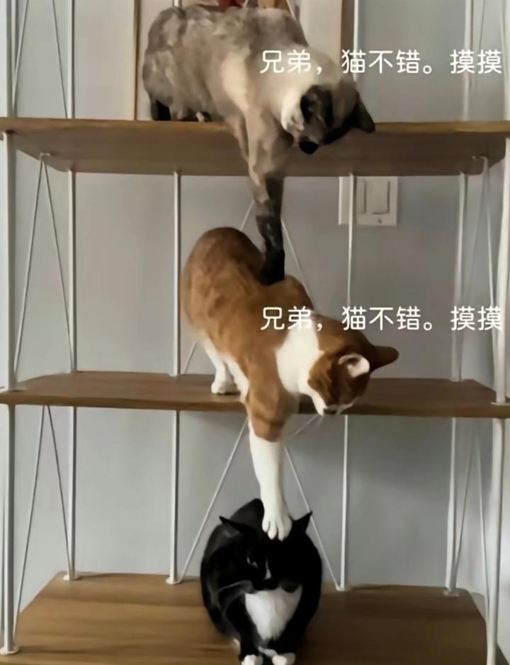 黑白奶牛