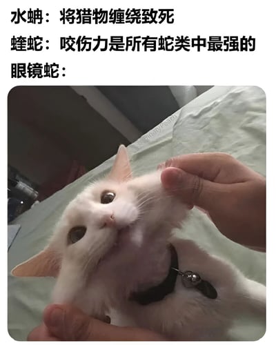 这是一张幽默对比梗图，上方文字依次介绍三种蛇类的致命特征：水蚺的缠绕致死能力、蝰蛇的超强咬伤力，然而在介绍眼镜蛇时却配上了一张可爱白猫被人抚摸下巴的照片，猫咪表情惬意享受，形成强烈反差萌。通过预期违背制造笑点，将危险动物与萌宠形象巧妙结合。