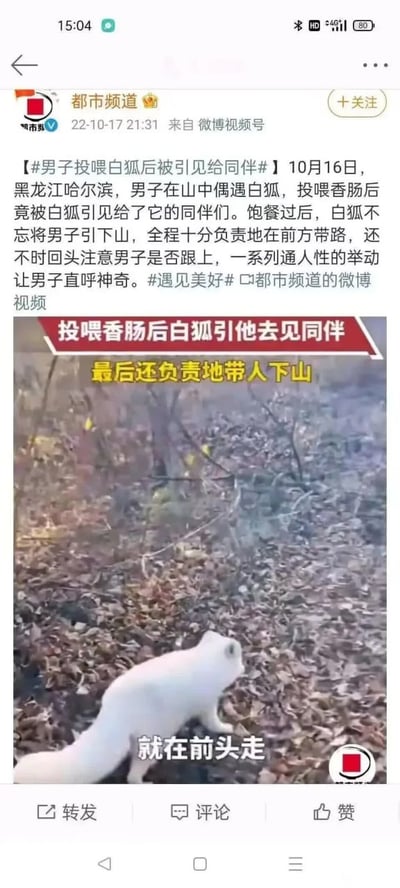 这是一张微博平台的社交媒体截图，由官方账号“都市频道”在2022年10月17日发布。内容报道了10月16日黑龙江哈尔滨的一桩趣事：一名男子在山中偶遇白狐，投喂香肠后被白狐带去见它的同伴，待同伴饱餐后，白狐还主动在前方为男子带路下山，途中不时回头确认男子是否跟上，通人性的行为让男子直呼神奇。截图中附带了事件相关的视频片段，画面呈现了走在铺满落叶的山路上的白狐，同时配有相关说明字幕，完整呈现了事件的核心看点。