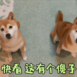 柴犬排队指认“傻子”的搞笑动图