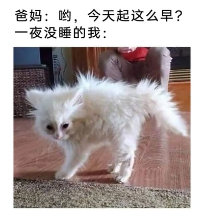 这是一张贴合日常熬夜场景的搞笑梗图，上方配文呈现了一段家庭对话：爸妈疑惑地问“哟，今天起这么早？”，随后标注“一夜没睡的我：”，下方搭配一张白色猫咪的实拍照片。照片中的猫咪毛发炸乱蓬松，眼神疲惫涣散，神态萎靡憔悴，脚步虚浮、摇摇晃晃地行走，精准还原了熬夜一整夜后，强撑着精神却状态极差的模样，用动物的状态生动形象地表现出熬夜人群被家人误解早起时的尴尬与疲惫，极易引发有类似经历的网友共鸣。