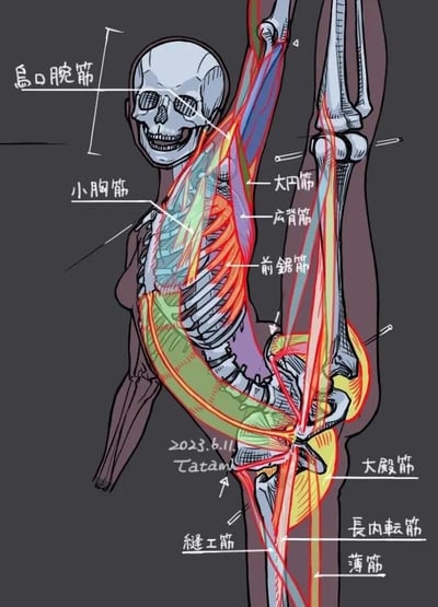 这是一幅专业的人体解剖插画，展示了人体在完成单腿站立、身体侧屈、一臂上举、另一腿同步上抬的侧伸展动作时的骨骼与肌肉状态。图中以白色线条勾勒出人体骨骼轮廓，用红、绿、黄、蓝等不同颜色区分不同的肌肉群组，并通过将日文汉字转译为简体中文的标注，标明了各关键肌肉的名称，包括胸小肌、前锯肌、背阔肌、大圆肌、胸大肌、臀大肌、长内收肌、薄肌、缝匠肌等。插画底部标注了创作日期“2023.6.11”与作者署名“Tatami”，整体画面清晰直观，能够帮助观看者理解该伸展动作下各肌肉的拉伸与发力状态，适合作为绘画参考、运动解剖学习的素材。