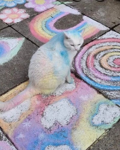 一只白色猫咪蹲坐在铺满彩色粉笔画的人行道上。猫咪背部有部分蓝色痕迹，尾巴呈现淡淡的粉色渐变，眼神平静略带困意。地面上的粉笔画包括彩虹、花朵和螺旋图案，色彩鲜艳丰富，营造出活泼梦幻的氛围。猫咪与周围的艺术创作形成和谐有趣的画面，展现出人与动物、艺术与自然的温馨互动。