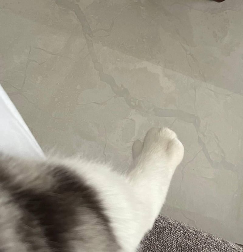 宠物猫