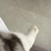 宠物猫