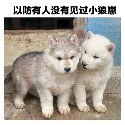 这是一张带文字加注的静态单图，图片上方配有黑色文字“以防有人没有见过小狼崽”，图中展示了两只毛茸茸的幼犬，一只毛色灰白相间，一只通体雪白，它们紧挨在一起坐在室外的水泥台阶上，毛发看起来有些凌乱，模样软萌可爱。实际上它们是宠物犬（大概率是哈士奇或混血幼犬），被文案调侃成小狼崽，以此制造趣味效果，让人觉得既可爱又好笑。
