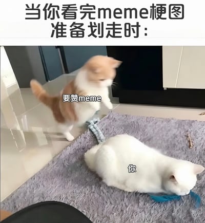 图片上方有文字'当你看完meme梗图准备划走时：'，下方呈现两只猫咪的趣味互动场景。橘白相间的猫咪站立起来，前爪微伸，身上标注'要赞meme'，仿佛在向用户索要点赞；白色猫咪则慵懒地趴在灰色地毯上，标注'你'，形象还原了用户看完梗图准备划走时的状态。整体通过猫咪的可爱互动，幽默展现了梗图创作者希望获得点赞的心理。