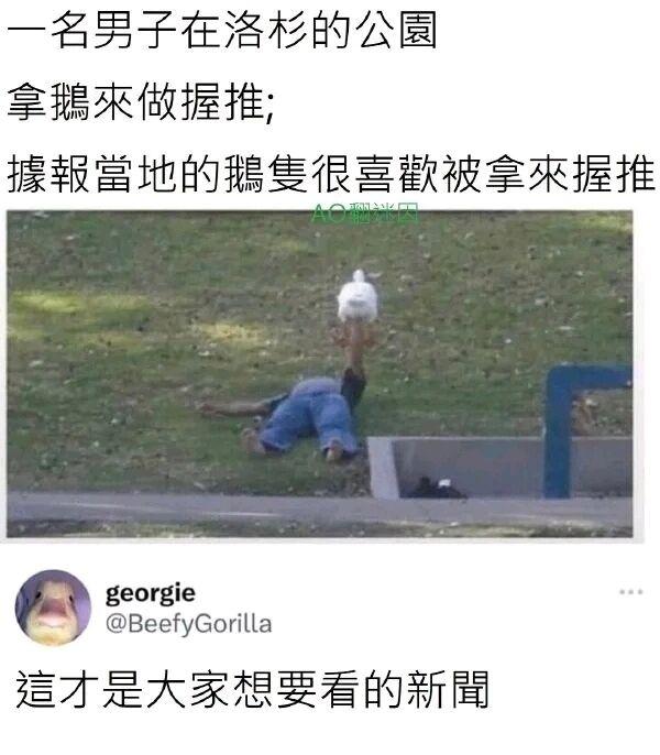 鹅