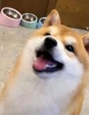 图片近距离拍摄了一只柴犬，它正抬头向上看，嘴巴张开，舌头微露，眼神明亮，表情显得非常开心和兴奋。背景中可以看到三个不同颜色的宠物碗（粉色、蓝色和灰色）放置在地面上，整体场景温馨，展现了宠物日常的可爱瞬间。
