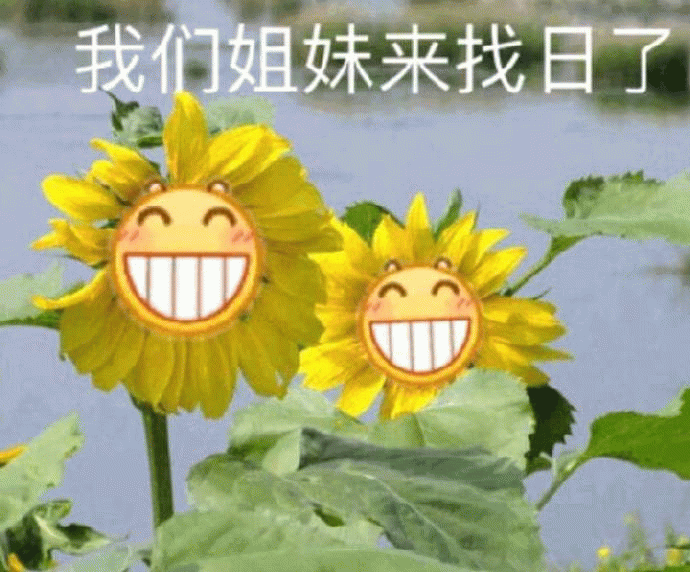 向日葵姐妹找太阳