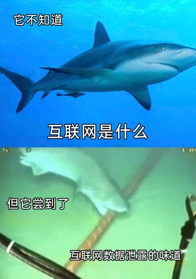 这是一张上下拼接的搞笑梗图，上半部分呈现了一只在蓝色清澈海水中游动的鲨鱼，配文“它不知道互联网是什么”；下半部分则是一只鲨鱼正在啃咬海底的互联网通信光缆，配文“但它尝到了互联网数据泄露的味道”。该图运用双关与谐音的幽默手法，将现实中鲨鱼偶尔啃咬海底光缆导致互联网数据传输受影响、数据泄露风险提升的事件，趣味化地表述为鲨鱼“尝到了数据泄露的味道”，制造出荒诞又贴合网络语境的搞笑效果。