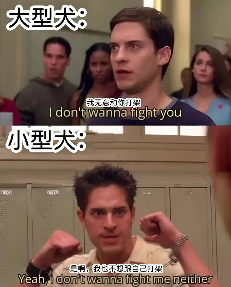 托比·马奎尔