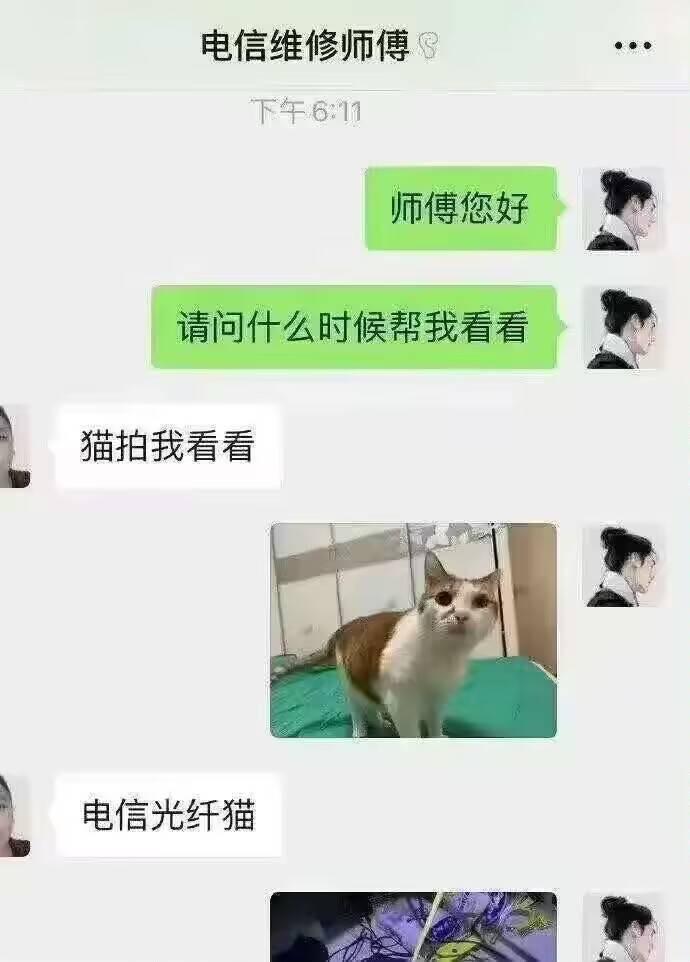 宠物猫