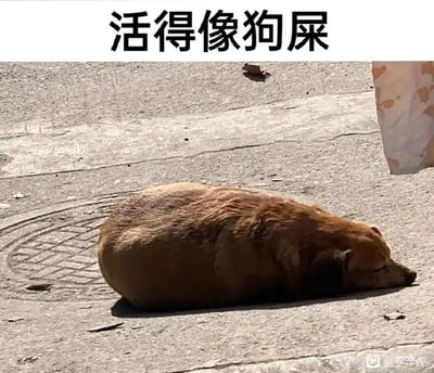 这是一张文字加注的实拍图片，画面主体是一只棕黄色的流浪狗，它蜷缩在户外的水泥地面上，脑袋紧紧贴在地面，双眼紧闭，看起来疲惫萎靡、毫无精神。图片顶部配有黑色粗体文字“活得像狗屎”，用这只状态落魄的流浪狗的模样，比喻人活得不如意、潦倒沮丧的状态，带有强烈的自嘲和宣泄负面情绪的意味。图片右下角带有“@李芊彪”的水印标识。