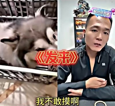 这是一张左右拼接的搞笑梗图，左侧是一只神态凶狠、做出扑咬姿态的狗狗，右侧是一位男性直播博主，他双臂交叉抱在胸前，脸上露出慌张、害怕的神情。图中用红色文字标注《发来》，底部配有黄色文字“我不敢摸啊”，博主的反应和左侧具有威慑感的狗狗形成强烈反差，营造出滑稽搞笑的效果，表现出博主看到这只狗后，害怕到不敢触碰的心态。
