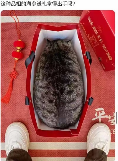 画面中一只虎斑胖猫刚好躺在红色礼品盒内，仅露出背部，其花纹和圆润的外形与海参十分相似。图片上方配文“这种品相的海参送礼拿得出手吗？”，玩了视觉错位的梗，将猫混淆为礼盒中的海参，制造出诙谐搞笑的效果，用来调侃送礼的话题，同时展现宠物的有趣瞬间。
这是典型的视觉类玩梗，利用猫的外形和海参的相似性，让观看者产生“猫是海参礼盒”的错觉，属于趣味宠物梗图。对于图中的问题，这“海参”其实是猫咪，作为趣味礼物送给喜欢宠物的人当然很拿得出手，充满了惊喜感。