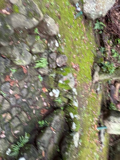 这是一张略显模糊的俯拍照片，展示了一条布满青苔的石板路。石板大小不一，表面覆盖着鲜绿色的苔藓，其间点缀着零星的小蕨类植物和红褐色落叶，整体呈现出自然、潮湿的户外环境氛围。照片可能因拍摄时的轻微晃动而显得有些模糊，但仍能清晰辨认出石缝间生长的植物细节。