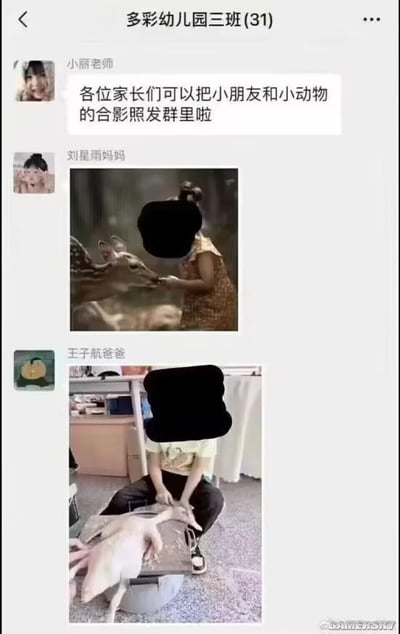 这是一张名为“多彩幼儿园三班(31)”的幼儿园班级微信群聊天截图，小丽老师在群内发起通知，让各位家长上传小朋友和小动物的合影照。刘星雨妈妈上传了一张小朋友温柔投喂小鹿的温馨合影，符合老师要求的与活的小动物互动的温馨场景；而王子航爸爸则上传了一张小朋友坐在地上处理已经被宰杀的鸭子的照片，完全偏离了老师预期的温馨互动合影，两张照片形成强烈反差，制造出荒诞滑稽的搞笑效果，图中小朋友的脸部都被打了马赛克处理。