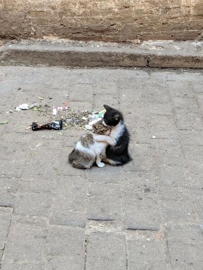 两只小奶猫在铺着石砖的街道上相拥依偎，一只为黑白色，另一只为棕白相间的虎斑色。它们紧紧抱在一起，头部相互蹭着，显得十分亲密。背景是一面斑驳的砖墙，地面散落着一些垃圾和碎屑，整体环境略显杂乱，但小猫们的互动充满温情。
