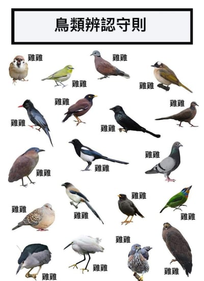 这是一张无厘头搞笑梗图，标题为“鸟类辨认守则”，但图中收集了19种不同的真实鸟类照片（包括树麻雀、绣眼鸟、家鸽、喜鹊、乌鸦、翠鸟、斑鸠等多种品类），每只鸟的旁边都标注了繁体的“雞雞”（对应简体“鸡鸡”），玩谐音梗，故意将所有鸟类统一用这个恶搞名称标注，制造出一本正经的“辨认守则”实则全是乱喊的搞笑效果，用来调侃认不出鸟类时的敷衍状态，或是单纯的恶趣味搞笑。
**谐音梗说明**：“雞雞”是利用谐音制造的恶趣味玩梗，用不雅的谐音词统一称呼所有鸟类，增强无厘头的喜剧感。