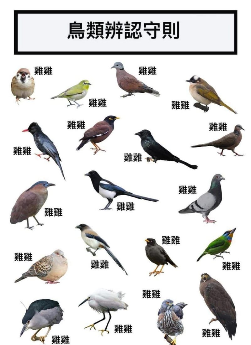 喜鹊