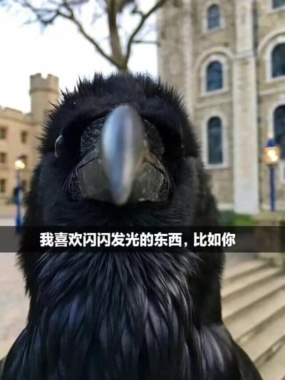 这是一张静态实拍图，主体是一只近距离拍摄的黑色乌鸦，它的羽毛油亮有光泽，正对着镜头，眼神直视前方，神态显得严肃。背景是一栋具有复古风格的石砌古建筑，从建筑风格推测可能是伦敦塔这类历史建筑。图片中间位置添加了一行白色的土味情话文字：“我喜欢闪闪发光的东西，比如你”，借乌鸦天生喜欢收集闪亮物品的习性，向观看者表达趣味表白，风格幽默又带着暖心的氛围。