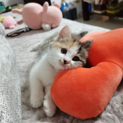 一只毛色为白、灰、橙相间的三花小奶猫，正乖巧地趴在灰色床单上，将小脑袋依偎在一个橙色的心形抱枕上。它睁着一双又大又圆的黑眼睛，眼神无辜又好奇，胡须清晰可见，尽显萌态。背景中散落着几个粉色的毛绒玩具和一副黑色眼镜，营造出温馨舒适的居家氛围，整体画面治愈感十足。