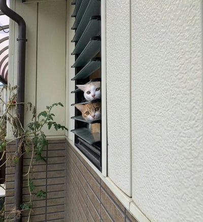 两只猫咪从一栋建筑的百叶窗后探出头来向外张望。上方是一只白色带有橘色斑点的猫，下方是一只橘色虎斑猫，两只猫都睁着圆圆的大眼睛，表情充满好奇。窗外可以看到部分建筑外墙和一株小型植物。猫咪们的头部刚好从百叶窗的缝隙中露出，形成了一幅可爱又有趣的画面。
