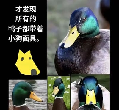 图片左侧为黑色背景，配有白色文字'才发现所有的鸭子都带着小狗面具。'及一个黄色简笔画小狗面具图案；右侧由四张鸭子头部特写照片组成，通过视觉联想将鸭子的喙部和面部轮廓与左侧的小狗面具进行趣味对比，营造出'鸭子戴着小狗面具'的搞笑效果。