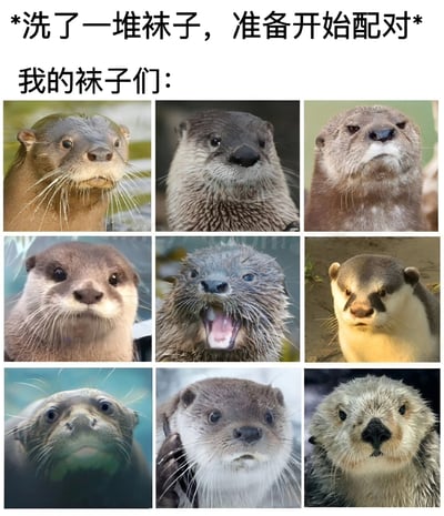 图片上方配有文字“*洗了一堆袜子，准备开始配对* 我的袜子们：”，下方是3x3九宫格排列的水獭面部特写照片。每只水獭都有着不同的表情，包括呆萌、平静、严肃、好奇、惊讶张嘴、疑惑、专注、无辜和蓬松毛发等，幽默地将难以配对的袜子比作表情各异、独一无二的水獭，生动展现了人们洗袜子后面对一堆单只袜子难以配对的无奈又搞笑的日常场景。