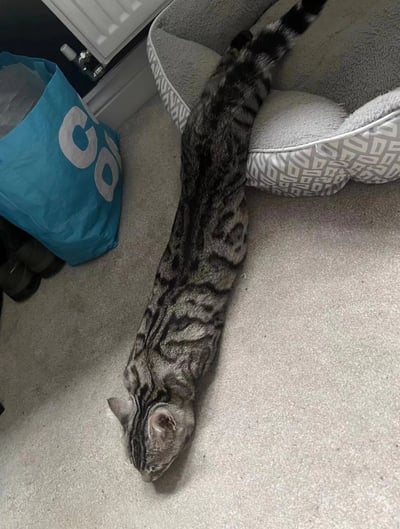 一只家猫在室内地毯上做出极度拉伸的动作，身体被拉得异常纤长，从宠物床边一直延伸到画面下方。猫咪的头部低垂靠近地面，尾巴则搭在灰色带有几何图案的宠物床上，形成有趣的视觉效果。旁边有一个蓝色的购物袋，上面可见白色的"CO"字样。整体画面展现了猫咪放松时的搞笑姿势，身体线条被拉得像面条一样长，充满萌感和趣味性。