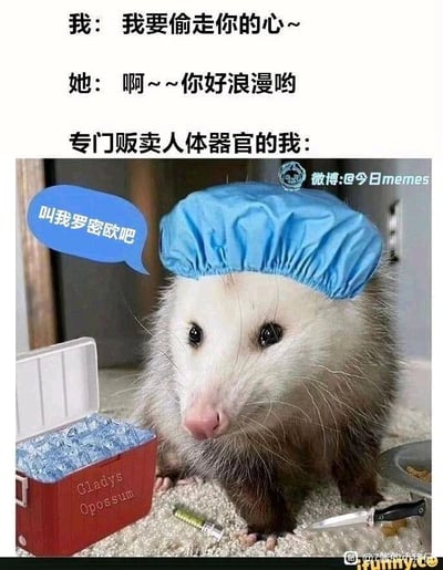 这是一张利用语义反差制造笑点的搞笑梗图，整体分为上下两部分，上方是三段式文字对话，先营造出浪漫告白的氛围：“我”说出“我要偷走你的心~”的浪漫话语，得到“她”“啊~~你好浪漫哟”的回应，随后话锋一转，点明“我”的真实身份是“专门贩卖人体器官的我”；下方的配图是一只被拟人化的负鼠，它戴着蓝色的手术帽，蹲坐在地面上，身旁摆放着装有冰块的红色冷藏箱（箱体上标注有“Gladys Opossum”）、注射器和一把小刀，负鼠的对话气泡里写着“叫我罗密欧吧”，将浪漫的罗密欧形象和贩卖器官的犯罪者身份结合，用荒诞的拟人化设定放大“偷心”的双重含义——从浪漫的情感告白变成真实的摘取心脏器官，形成强烈的反差感，达到搞笑的效果。