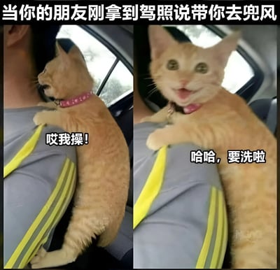这是一张左右对比的搞笑梗图，上方文字为'当你的朋友刚拿到驾照说带你去兜风'。左侧画面中，一只戴着粉色项圈的橘猫紧抓着车内人员的肩膀，身体紧绷望向车窗外，配文'哎我操！'，表现出惊恐紧张的情绪；右侧画面中，橘猫转头面向镜头，嘴巴张开露出牙齿，表情像是在大笑，配文'哈哈，要洗啦'（网络 slang，意为'要完蛋了'），形成强烈反差。通过橘猫的夸张反应，幽默地调侃了新手司机驾车时乘客的恐惧与司机的盲目自信。
