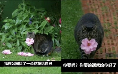 图片为左右两格拼接的对比图。左图中一只灰黑色条纹猫蹲在茂密的绿植丛中，嘴里叼着一朵粉色花朵，周围散落着几片花瓣，下方配文“我在公园捡了一朵花花给自己”；右图中同一只猫站在铺有红砖的草地小径上，依然叼着那朵粉色花朵，眼神温和地看向镜头，下方配文“你要吗？你要的话就给你好了”。整体通过猫咪捡花并主动分享的拟人化场景，营造出温馨治愈的可爱氛围，展现了宠物的灵动与友好。