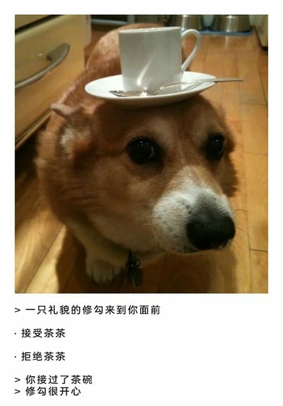 这是一张图文混排的趣味治愈梗图，主体是一只趴在木质地板上的柯基犬，它眼神温顺带点委屈，头顶稳稳托着一套带勺子的白色茶杯和碟子，姿态乖巧。图片下方配有互动式文字，以“修勾”（小狗的谐音）的可爱称呼，模拟出这只礼貌小狗来奉茶的场景，给出“接受茶茶”“拒绝茶茶”的选项后，设定“接过茶碗后修勾很开心”的结局，整体氛围轻松治愈，用可爱的宠物形象和趣味互动传递温馨的情绪，适合在社交网络上分享来缓解压力。