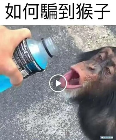 图片上方有黑色粗体文字标题'如何骗到猴子'，下方是一张实拍照片：一只手握着蓝色Powerade饮料瓶，瓶口对准一只张着嘴的猴子，似乎在往猴子嘴里倒饮料。画面中央有一个白色播放按钮图标，暗示可能是视频截图。整体营造出一种幽默搞笑的氛围，模仿教学式的标题与猴子接饮料的场景形成趣味互动。
