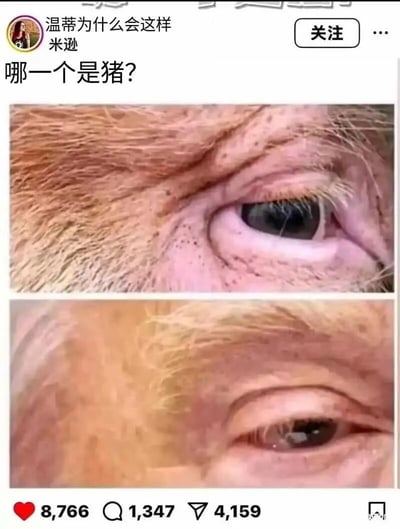 这是一张来自国内生活社交类平台的用户发布截图，发布者账号名为“温蒂为什么会这样”，作者名为“米逊”。截图内容为上下两张眼部特写对比图，上图是猪的眼睛及周边带有浅棕色毛发的皮肤特写，下图是人的眼睛及周边带有浅色毛发的皮肤特写，配文提问“哪一个是猪？”，利用猪与人眼部周边组织的相似性制造视觉混淆，引发用户分辨互动。截图底部显示该内容获得8766个点赞、1347条评论、4159次转发。