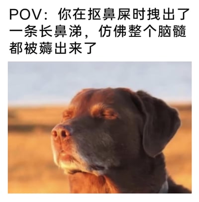 这是一张图文结合的搞笑梗图，上方配有文字“POV：你在抠鼻屎时拽出了一条长鼻涕，仿佛整个脑髓都被薅出来了”，下方是一张巧克力色拉布拉多犬的照片，狗狗双眼紧闭、仰头抬脸，表情放松又带着一丝迷之酸爽。这张图通过拟人化的方式，用狗狗的神态精准对应了配文描述的那种生理上既酸爽又有点放空的尴尬瞬间，将日常里的小尴尬转化为滑稽的喜剧效果，十分贴合网友分享搞笑日常的语境。
