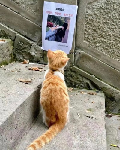 这是一张趣味宠物实拍梗图，画面主体是一只黄白相间的橘猫背对着镜头，蹲在室外老旧的水泥台阶上，抬头看向贴在前方石墙上的打印告示。告示上方写着“重要提示 别撸他，青春期，喜怒无常！”，还配有这只橘猫伸爪子挠人的照片，在橘猫的头部旁还添加了一串省略号特效，模拟出橘猫看到吐槽自己的告示后无语错愕的反应，台阶上散落着少量枯叶，整体氛围诙谐有趣，反差感十足。