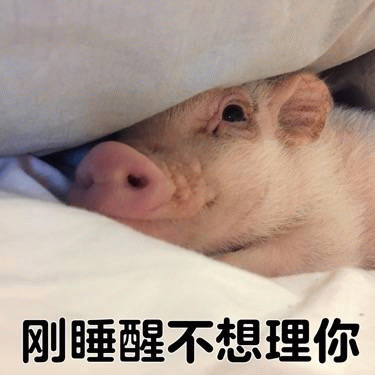 刚睡醒不想理你的小猪