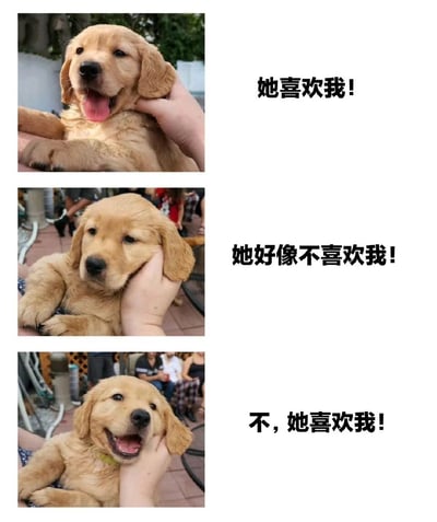 三张金毛幼犬的照片组成的表情包，通过小狗表情的变化配合文字展现了对他人是否喜欢自己的猜测和确认过程。第一张图中小狗吐着舌头开心地被人抚摸，配文'她喜欢我!'；第二张图中小狗表情略显委屈，配文'她好像不喜欢我!'；第三张图中小狗再次开心吐舌，配文'不，她喜欢我!'。