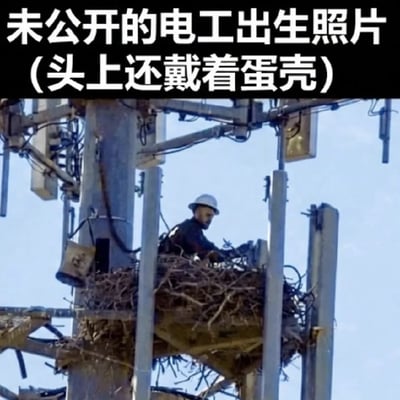 这是一张搞笑网络梗图，顶部设置了黑底白字的配文“未公开的电工出生照片(头上还戴着蛋壳)”，画面主体为一名佩戴白色安全帽的男性电工，坐在搭建在高压/通讯铁塔中层的大型野生鸟巢内进行作业。配文玩类比梗，将鸟巢调侃为电工出生的巢穴，将白色安全帽比作刚破壳时头上残留的蛋壳，搞笑调侃电工仿佛天生就会在高塔上作业的职业属性，趣味感十足。