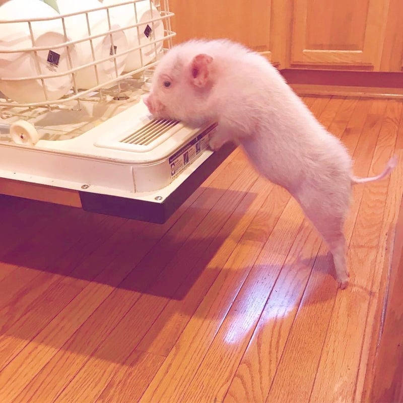 好奇小猪踮脚偷看洗碗机里的秘密