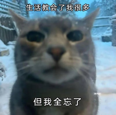 这是一张文字加注类的表情素材图，主体是一只身处雪地中的灰色猫咪，猫咪面部因拍摄效果显得模糊，眼神空洞茫然，表情呈现出麻木无奈的状态。图片上方配有文字“生活教会了我很多”，下方配有文字“但我全忘了”，将猫咪的呆滞状态与文字内容完美呼应，精准传递出一种对生活的感悟转头就遗忘、茫然又摆烂的自嘲情绪，非常适合用于社交平台中表达自己记性差、对生活的感悟没放在心上的心情。