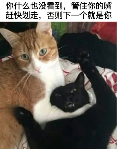 图片上方有一行警告文字："你什么也没看到，管住你的嘴 赶快划走，否则下一个就是你"。图片主体是两只猫，一只橘白相间的猫正抱着一只黑猫，橘白猫表情严肃，黑猫表情淡定，整体营造出一种幽默的警告氛围。