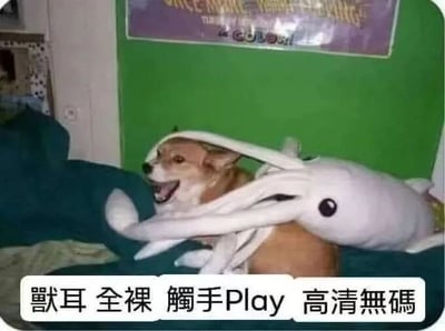 图片展示了一只棕色柯基犬趴在蓝色沙发上，被一个白色鱿鱼造型的毛绒玩具缠绕。柯基犬嘴巴张开，露出开心的笑容，显得十分可爱。背景是一面绿色墙壁，上方挂着一幅带有文字的海报。图片底部配有文字“默耳 全裸 觸手Play 高清無碼”，其中“全裸”幽默地指柯基未穿衣物，“觸手Play”戏仿网络用语，形容鱿鱼玩具触手缠绕狗身的有趣场景，整体氛围轻松搞笑。