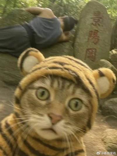 这张梗图前景是一只穿着老虎装的猫，表情呆滞震惊，眼神极具戏剧张力。背景是一名男子趴在景区的石碑上，石碑上刻着“景阳冈”三个大字。猫的表情和服饰与背景产生强烈反差，意图模仿“武松打虎”中的老虎，但却显得又萌又无力，形成极强幽默效果。

本图带有双关、调侃和反转意味：本来打虎英雄武松该威震景阳冈，而此刻画面却变成老虎（猫扮的）居然一脸懵，旁边的人物仿佛“武松”一般无力地倒在石碑旁。

适合表达“我是无辜的”“状况外”“被冤枉”或“神经大条”场面。